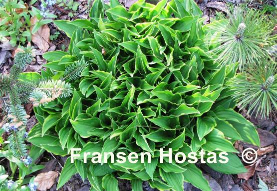 Hosta Lemon Delight